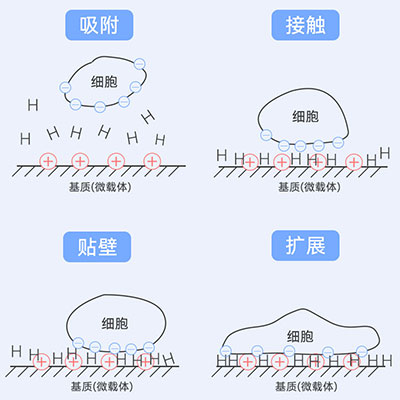 貼壁原理圖解 貼壁原理圖解